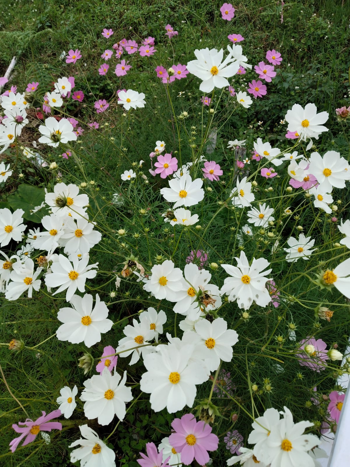 Cosmos flowers in the garden