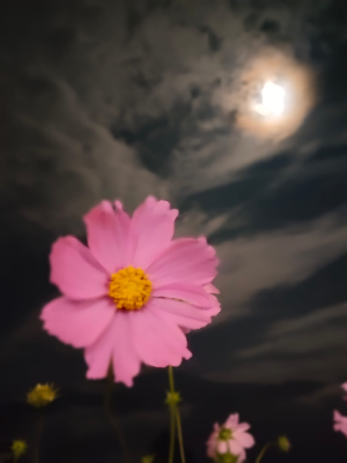 Cosmos flower under moonlight